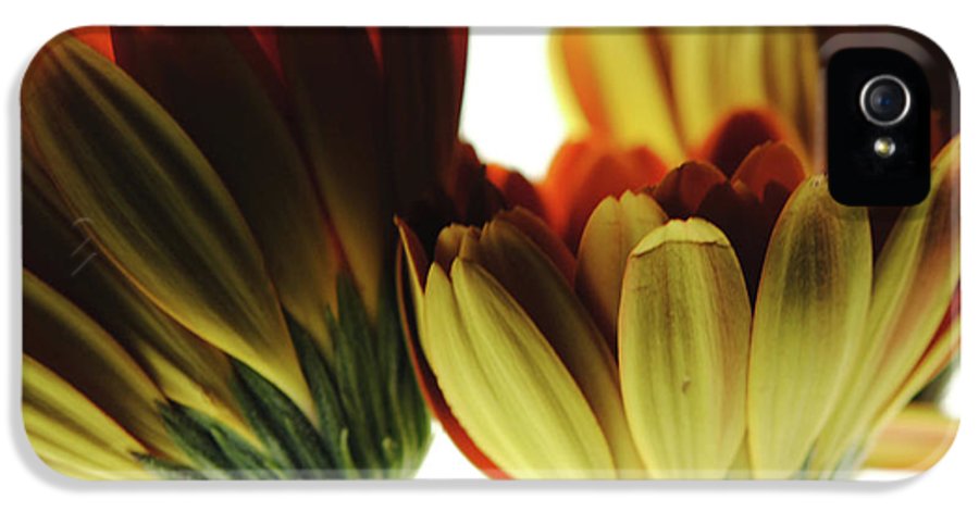 Daisy Undersides - Phone Case