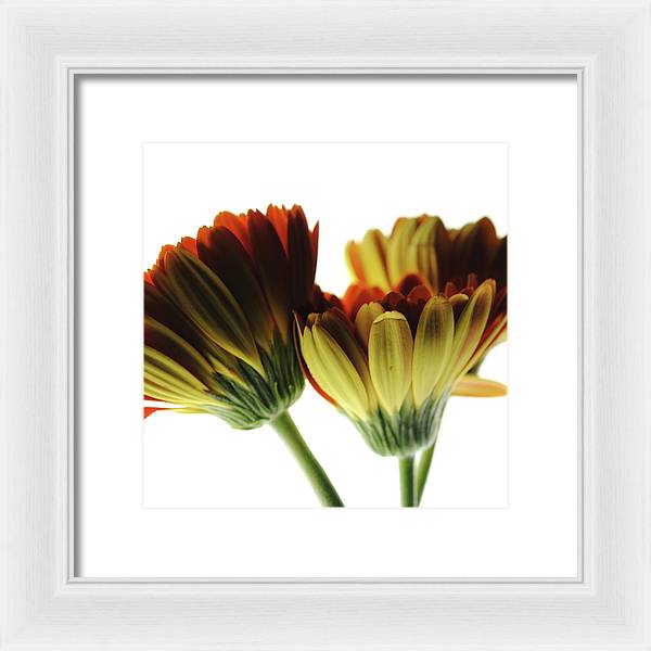 Daisy Undersides - Framed Print