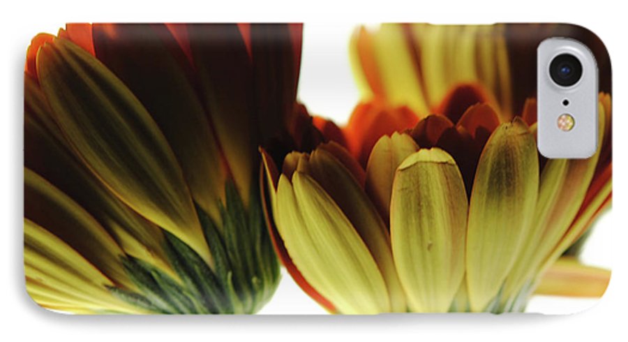 Daisy Undersides - Phone Case