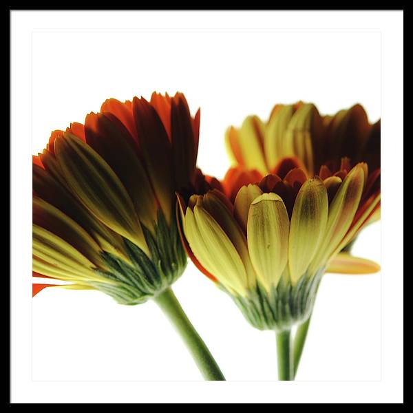 Daisy Undersides - Framed Print
