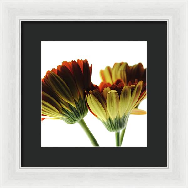Daisy Undersides - Framed Print
