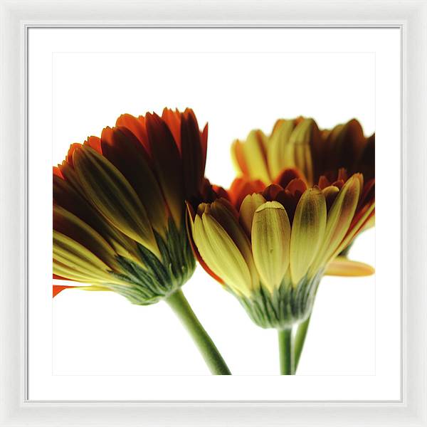 Daisy Undersides - Framed Print