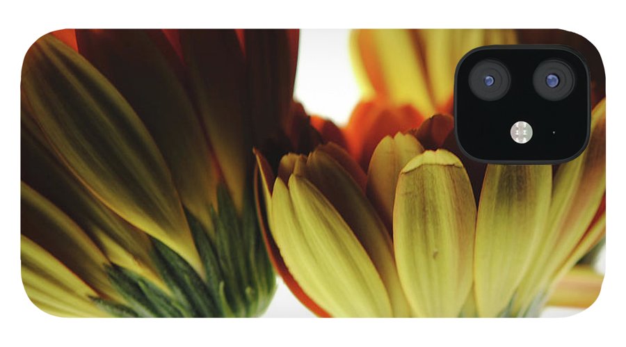 Daisy Undersides - Phone Case