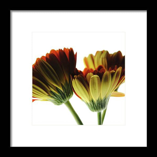 Daisy Undersides - Framed Print