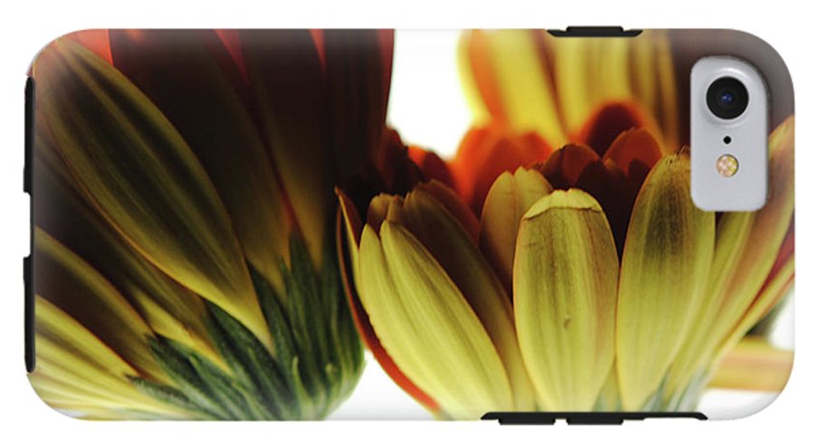 Daisy Undersides - Phone Case