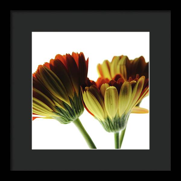 Daisy Undersides - Framed Print