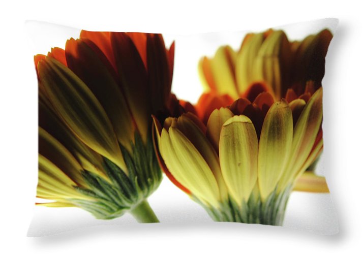 Daisy Undersides - Throw Pillow