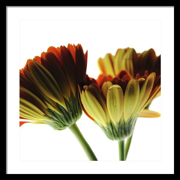 Daisy Undersides - Framed Print