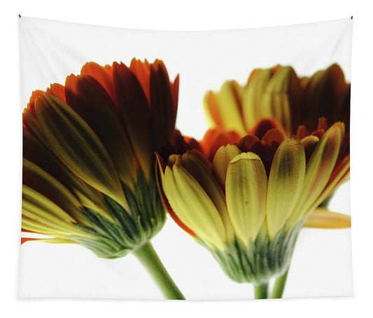 Daisy Undersides - Tapestry