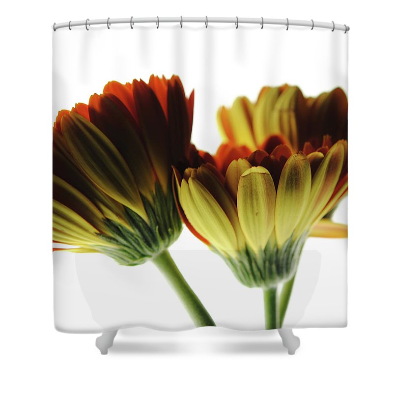 Daisy Undersides - Shower Curtain