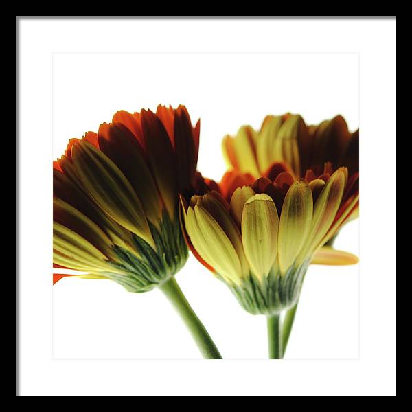 Daisy Undersides - Framed Print