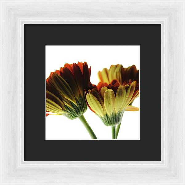 Daisy Undersides - Framed Print