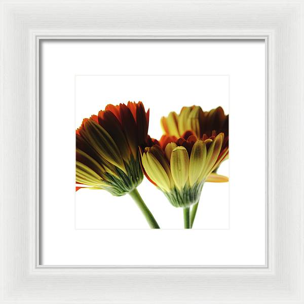 Daisy Undersides - Framed Print