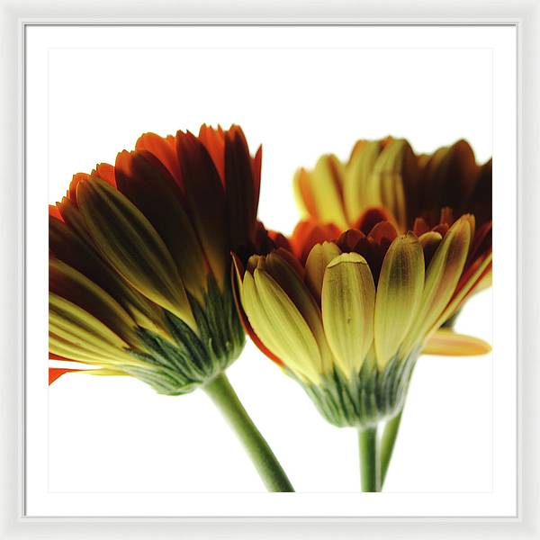 Daisy Undersides - Framed Print