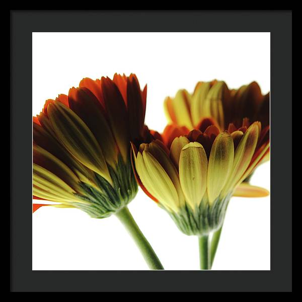 Daisy Undersides - Framed Print