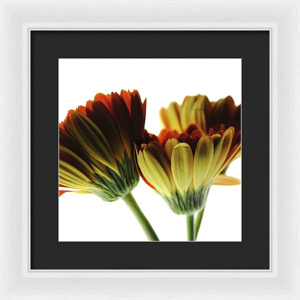 Daisy Undersides - Framed Print