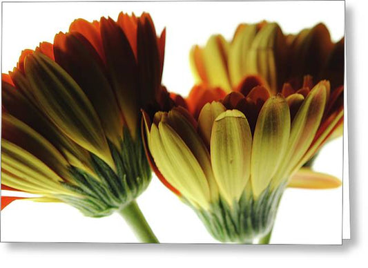 Daisy Undersides - Greeting Card