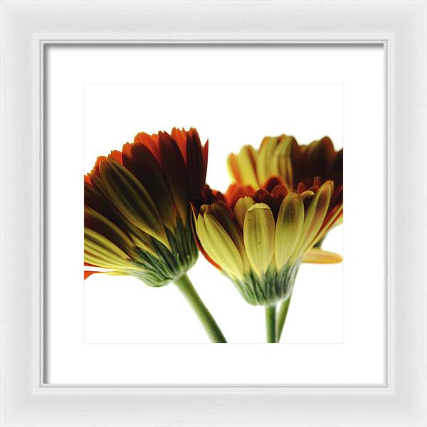 Daisy Undersides - Framed Print