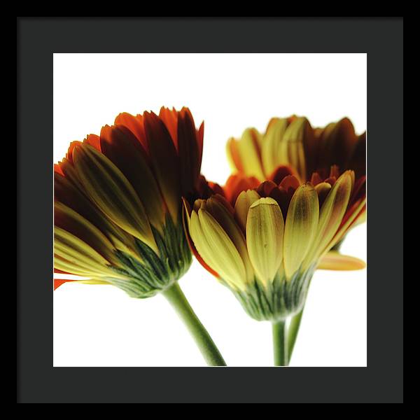 Daisy Undersides - Framed Print