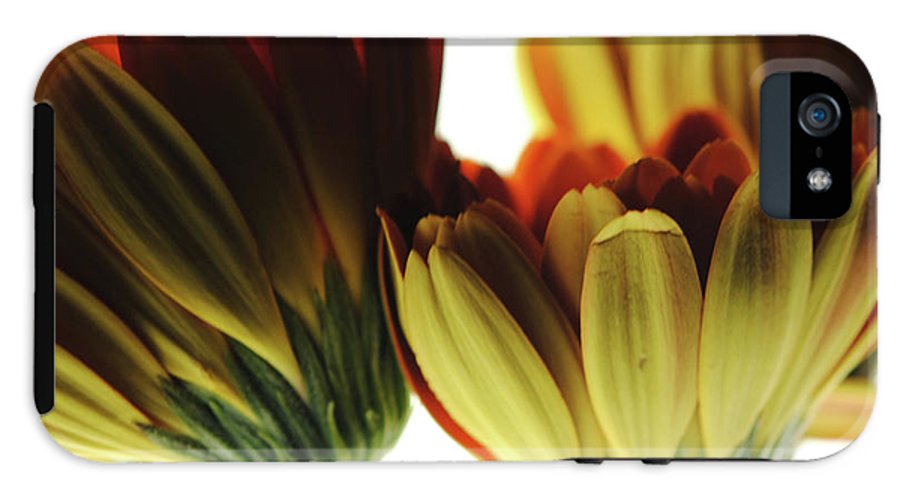 Daisy Undersides - Phone Case