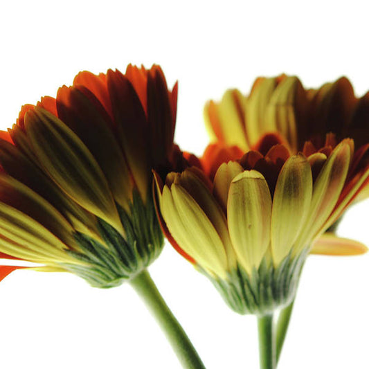 Daisy Undersides - Art Print