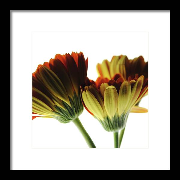 Daisy Undersides - Framed Print