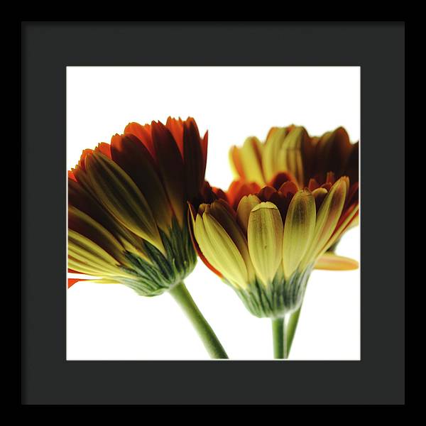 Daisy Undersides - Framed Print