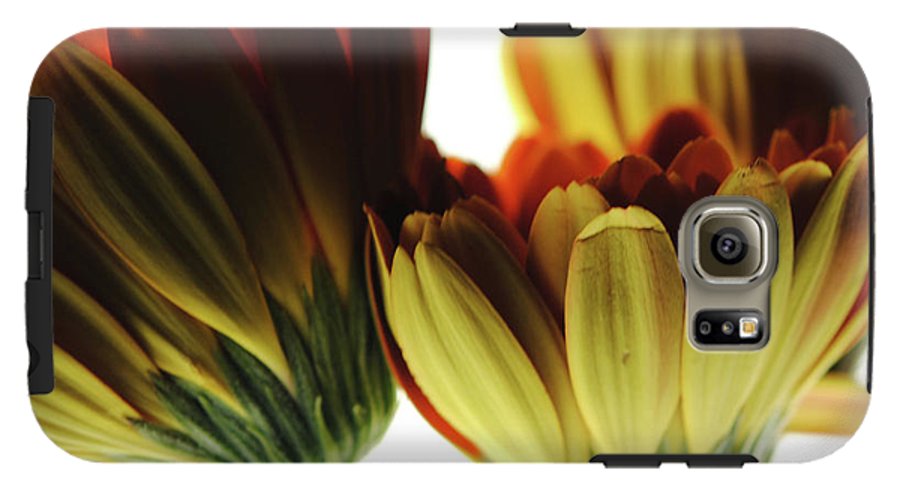 Daisy Undersides - Phone Case