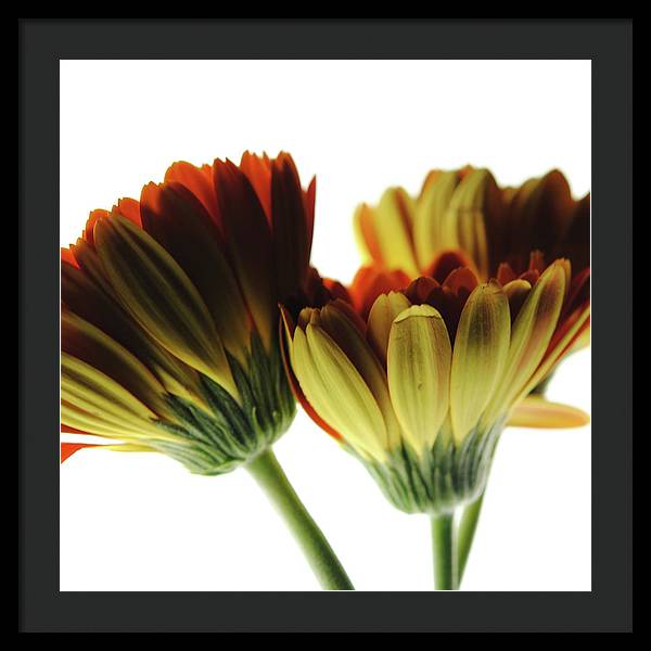 Daisy Undersides - Framed Print
