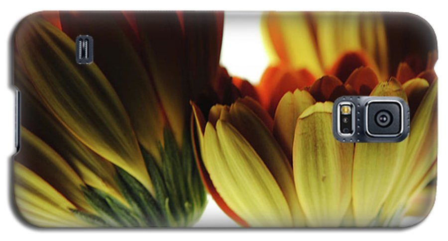 Daisy Undersides - Phone Case