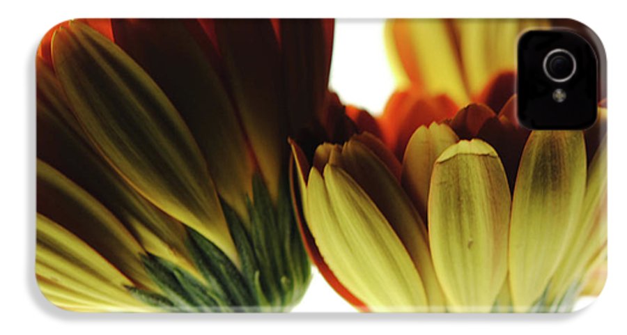Daisy Undersides - Phone Case