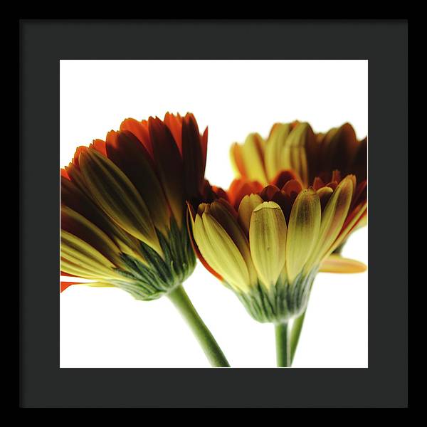 Daisy Undersides - Framed Print