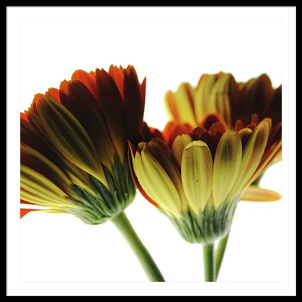 Daisy Undersides - Framed Print