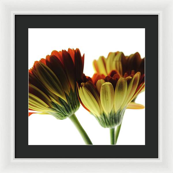 Daisy Undersides - Framed Print