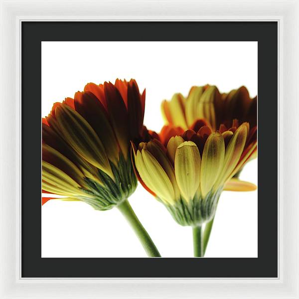 Daisy Undersides - Framed Print