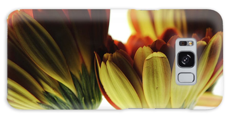 Daisy Undersides - Phone Case
