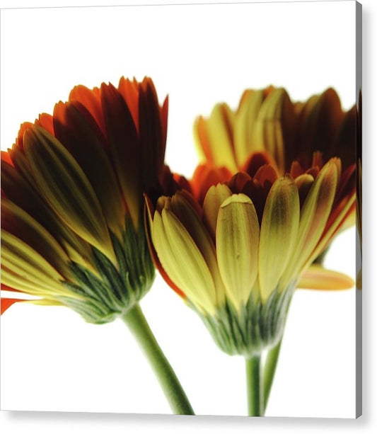 Daisy Undersides - Acrylic Print
