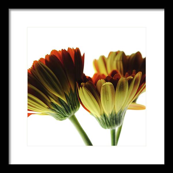 Daisy Undersides - Framed Print