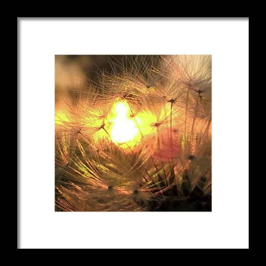 Dandelion Sunrise Wish - Framed Print