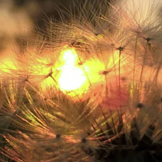 Dandelion Sunrise Wish - Art Print