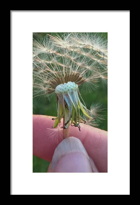 Dandelion Wish - Framed Print