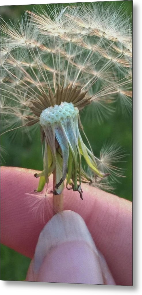 Dandelion Wish - Metal Print
