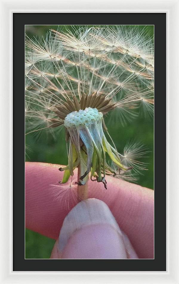 Dandelion Wish - Framed Print