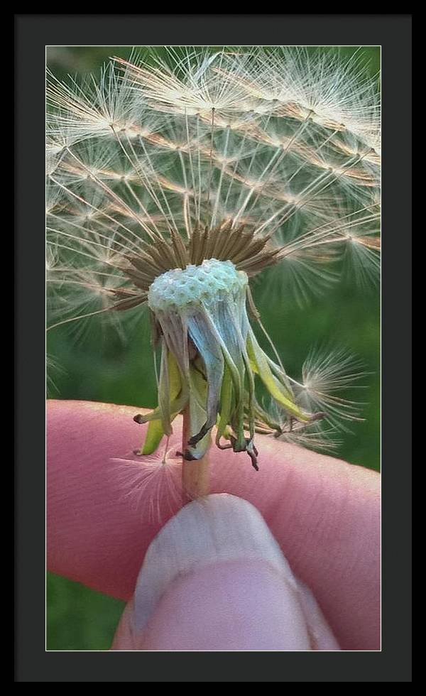 Dandelion Wish - Framed Print
