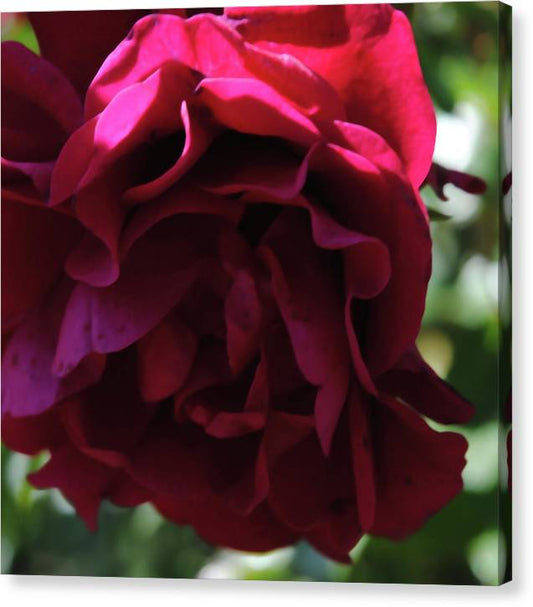 Dark Pink Flower - Canvas Print