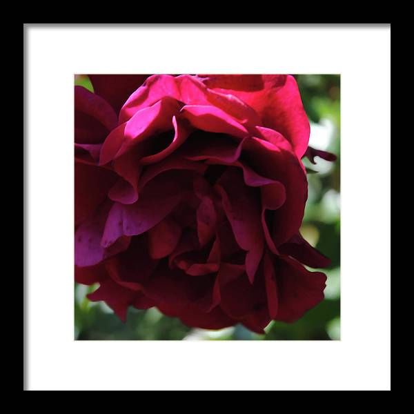 Dark Pink Flower - Framed Print