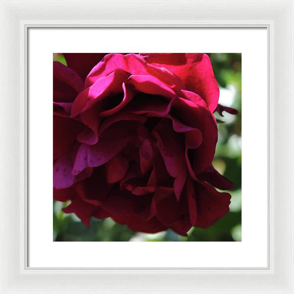 Dark Pink Flower - Framed Print