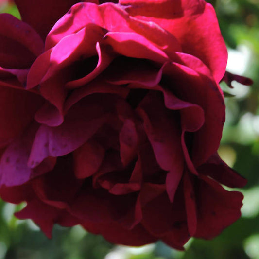 Dark Pink Flower - Art Print