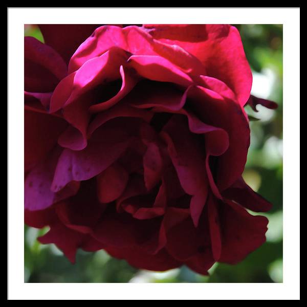 Dark Pink Flower - Framed Print
