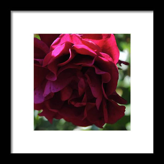 Dark Pink Flower - Framed Print